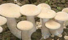 食用菌有哪些營養(yǎng)類型:腐生性、共生性、寄生性