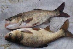 鳙魚和鰱魚的區(qū)別，鳙魚和鰱魚如何搭配放養(yǎng)