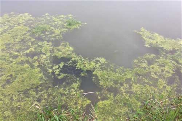 龍蝦死亡會(huì)漂浮水面嗎？