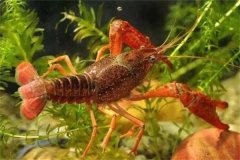 養(yǎng)龍蝦用什么飼料最好 養(yǎng)殖龍蝦需要注意什么？