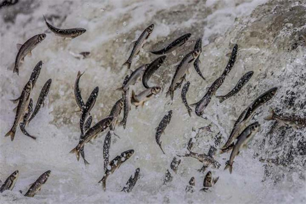 鯔魚(yú)苗的捕撈季節(jié)