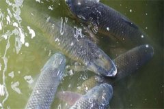 吊養(yǎng)草魚、鳙魚養(yǎng)殖經(jīng)驗總結(jié)