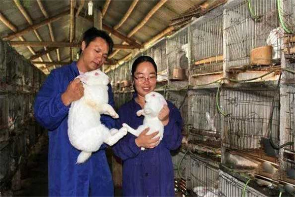 捉拿家兔時應(yīng)注意哪些事項(xiàng)