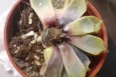 多菌靈可以灌根嗎？一克多菌靈加多少毫升水