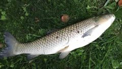 釣草魚(yú)用什么餌最好？釣草魚(yú)的方法和技巧