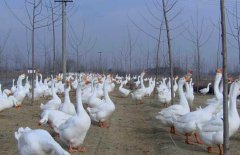 皖西白鵝養(yǎng)殖場地如何選擇、如何飼養(yǎng)與管理？