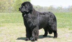 紐芬蘭犬價格多少一只，紐芬蘭犬怎么養(yǎng)？