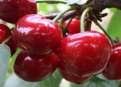 美早櫻桃樹幾年結(jié)果？美早櫻桃種植技術(shù)要點(diǎn)