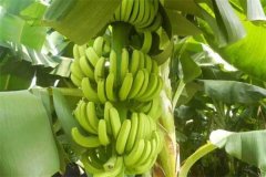香蕉一般多久成熟？香蕉生長(zhǎng)環(huán)境和條件簡(jiǎn)介
