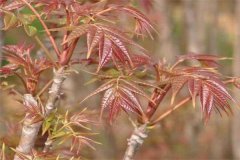 香椿矮化密植的選種、育苗要點(diǎn)及剪枝方法