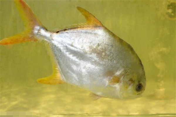 淡水鯧的形態(tài)特征、食性與生長規(guī)律