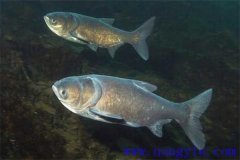 家魚混養(yǎng)池只死鰱鳙魚的原因是什么？