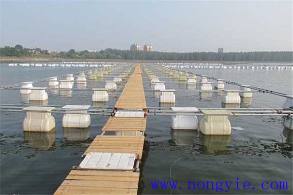網箱養(yǎng)鱖魚網箱、網目大小和放養(yǎng)密度