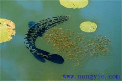 烏魚的產(chǎn)卵季節(jié)、成熟年齡、懷卵量與產(chǎn)卵量