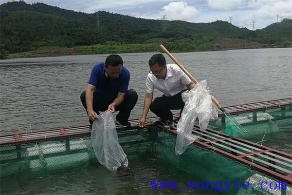 加州鱸魚(yú)如何進(jìn)行食性馴化