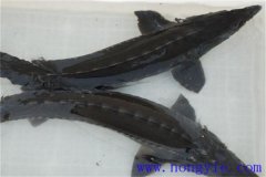 俄羅斯鱘魚常見病害有哪些，如何防治？