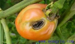 如何防治西紅柿鉆心蟲(chóng)，用什么藥物防治？
