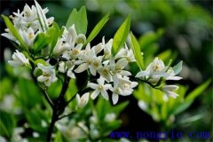 柑橘花期是什么時候，如何管理、用什么農(nóng)藥