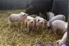 剛出生仔豬怎么養(yǎng)？哺乳仔豬飼養(yǎng)管理要點(diǎn)