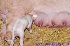 母豬奶水不足怎么辦，是什么原因?qū)е碌模? /></a>
            <a href=