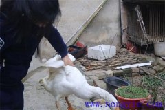 家里怎樣殺鵝，殺鵝怎么拔毛最快干凈？