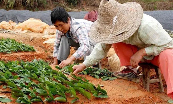 茶樹(shù)扦插育苗何時(shí)進(jìn)行為宜