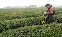 如何做好修剪后的茶園管理？