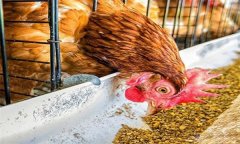 雞浪費(fèi)飼料？告訴你養(yǎng)雞省料的小竅門