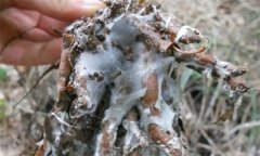 蒼術(shù)白絹病有何癥狀，怎樣防治蒼術(shù)白絹??？