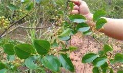 金剛藤有何藥用價(jià)值？臨床應(yīng)用如何？