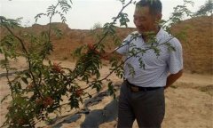花椒栽培方式有哪幾種？