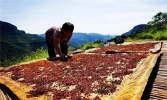 花椒采摘后怎樣晾曬？花椒晾干方法簡介