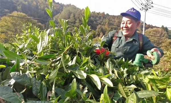改造樹冠，更新復壯