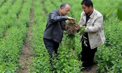 蒼術軟腐病發(fā)病癥狀、發(fā)病規(guī)律和防治方法
