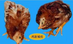 雞呼吸道疾病有哪些，防治治療的重點是什么？