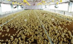 雛雞育雛舍通風(fēng)換氣須注意什么？