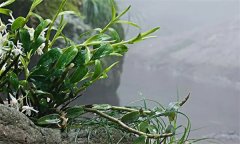石斛需要什么樣的生長環(huán)境？