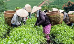 茶葉采摘標(biāo)準(zhǔn)有幾種？