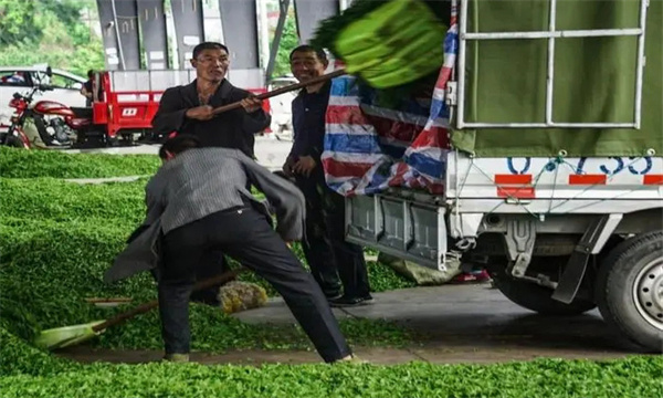 茶樹(shù)鮮葉裝運(yùn)過(guò)程