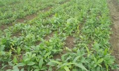 半夏的田間管理技術(shù)主要有哪些？