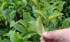 茶橙癭螨為害癥狀，如何防治茶橙癭螨為害？