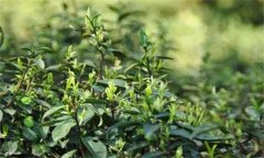 如何對茶樹越冬休眠期病蟲害進行綠色防控？