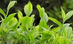 如何對(duì)春茶期茶園病蟲害進(jìn)行綠色防控？