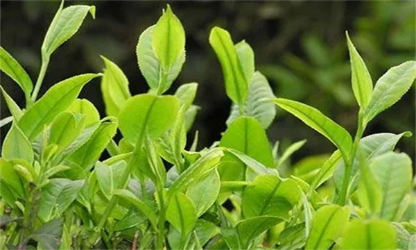 春茶期茶園病蟲(chóng)害
