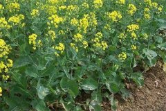 什么是“雙低”油菜，是指什么雙低？
