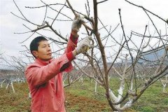 油桃樹如何通過修剪實(shí)現(xiàn)早產(chǎn)、豐產(chǎn)？