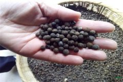 香樟樹種子可以育苗嗎？香樟苗怎么栽植養(yǎng)護？