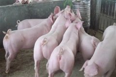 什么是商品豬？什么是肉脂型、瘦肉型豬？