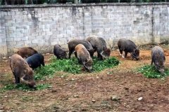 飼養(yǎng)野豬要注意哪些問題 野豬能與家豬雜交嗎？