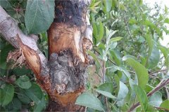 蘋果樹腐爛病的癥狀表現(xiàn)有哪些，如何防治？
